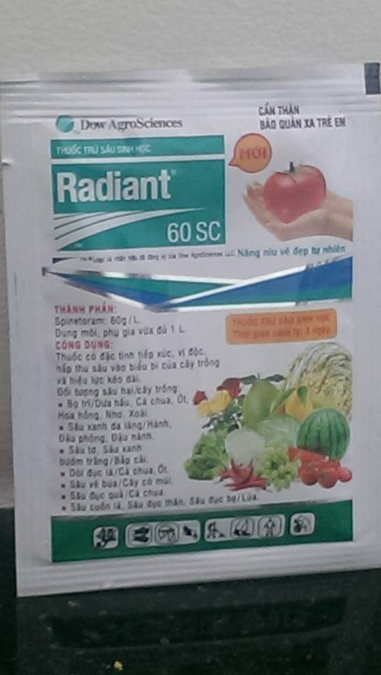 Radiant 60sc - Cửa hàng Hoa Hồng Leo Vĩnh Long